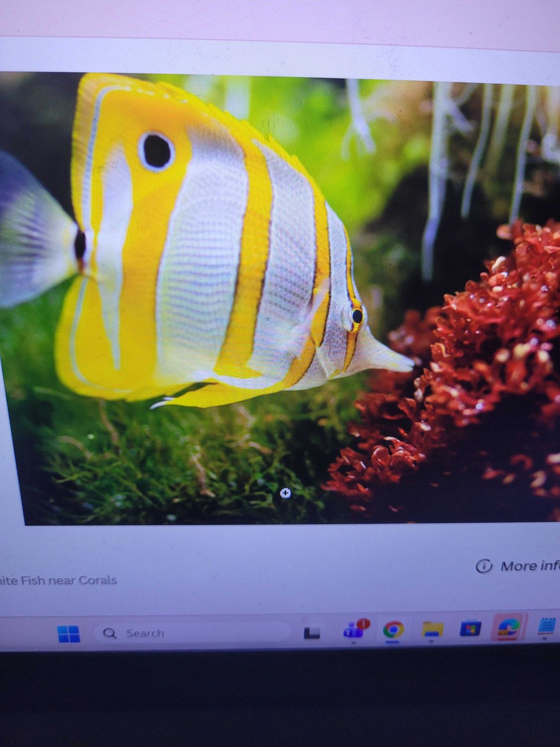 Test
