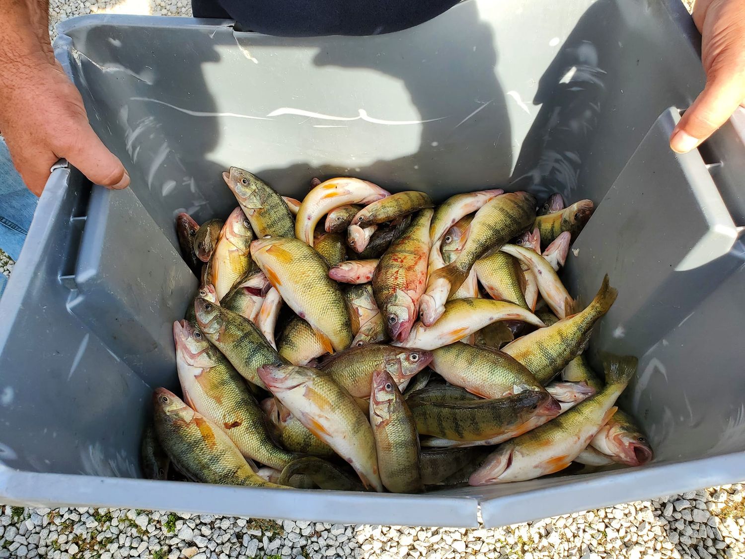 Walleye & Yellow Perch Fishing