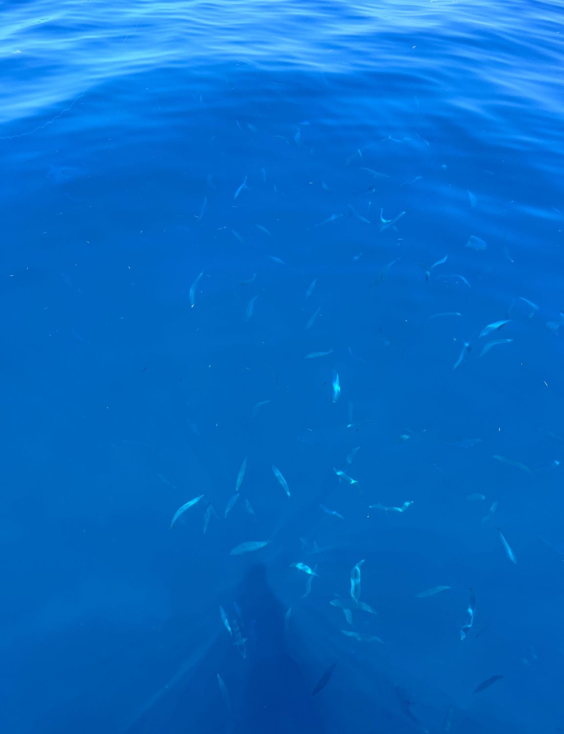 Keys Diving & Fishing Combo Trip Oct 27
