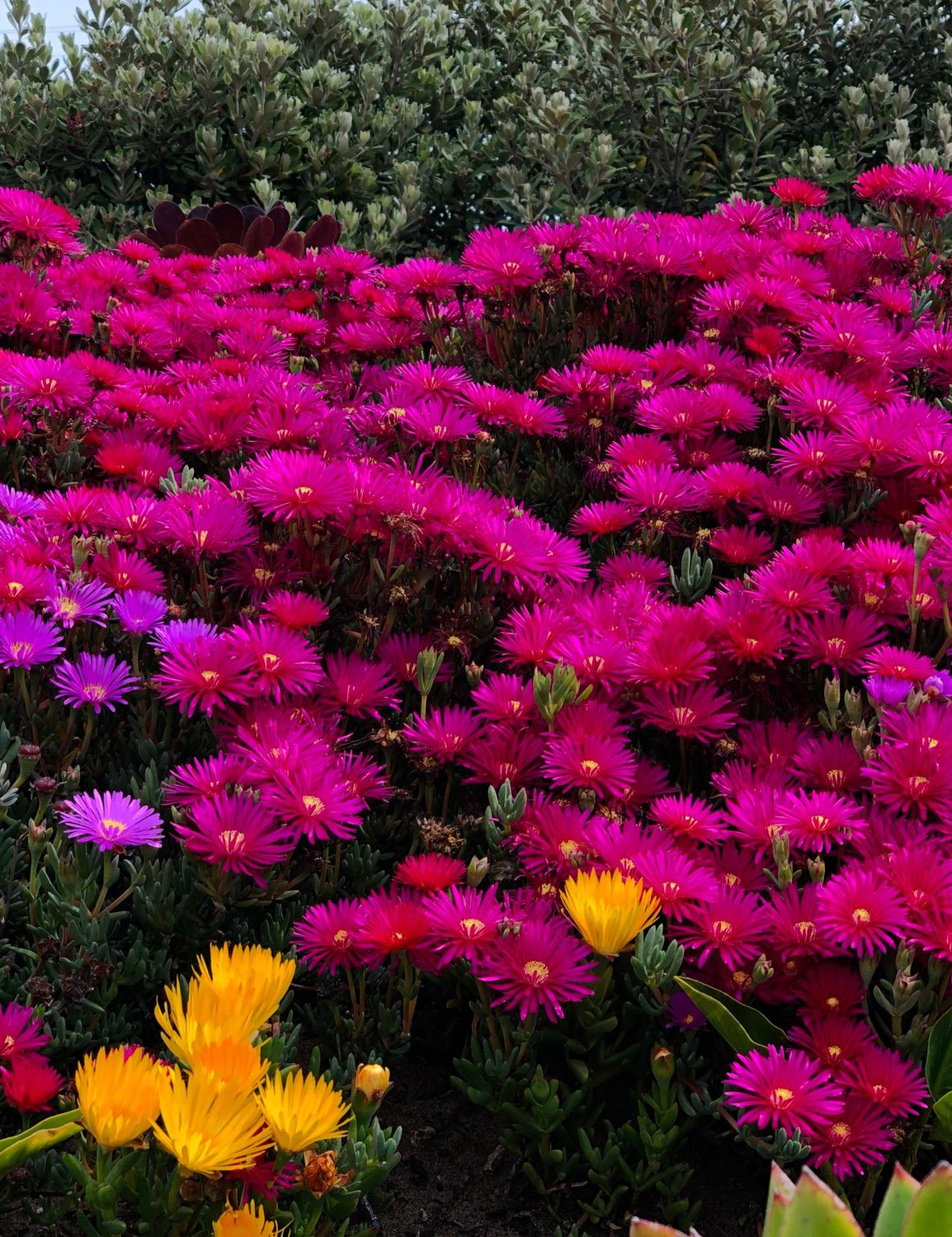 सैंपल रिर्पोट