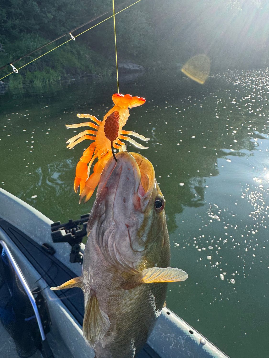 Halibut, Salmon, Rockfish, crabbing