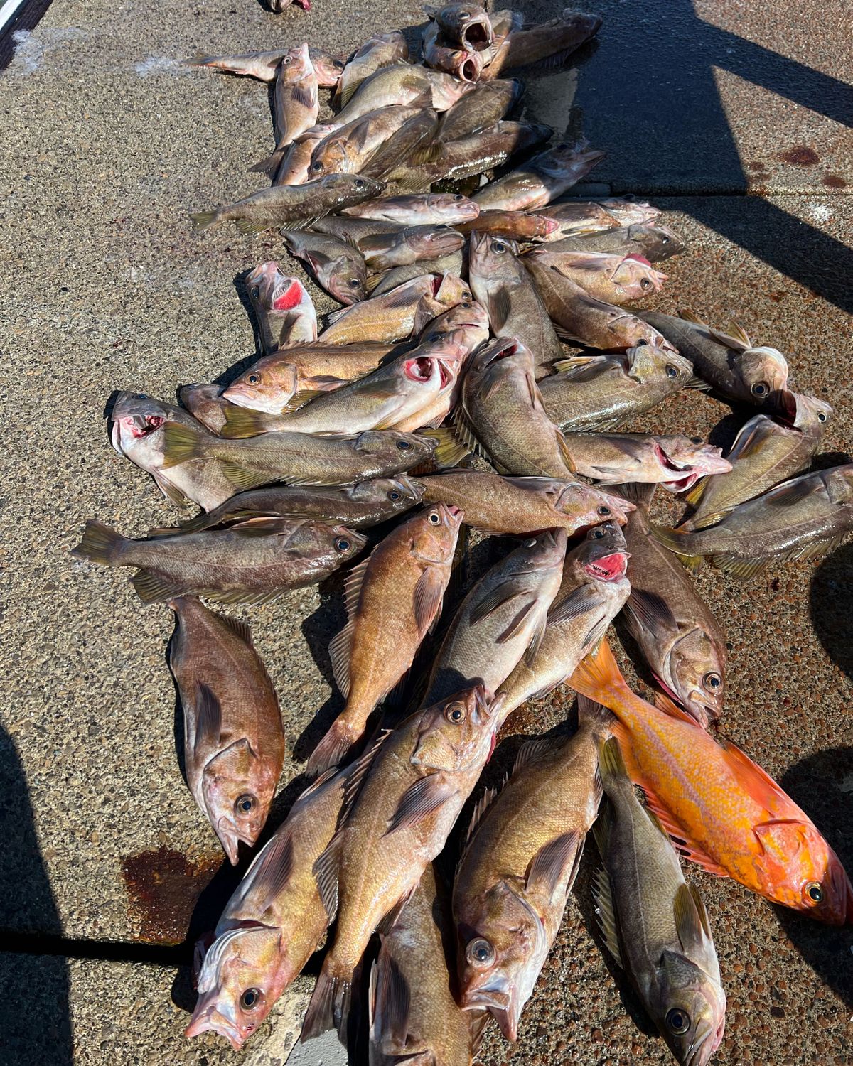 Long Leader Rockfish