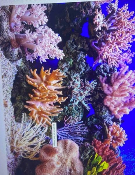 coral dive