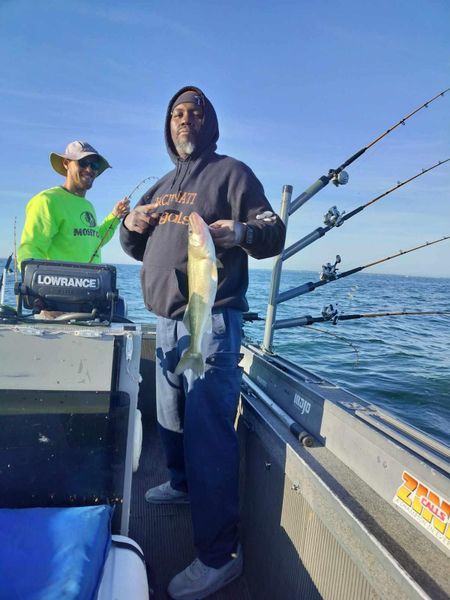 Kelley’s island walleye showing back up