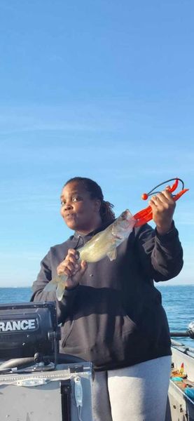 Kelley’s island walleye showing back up