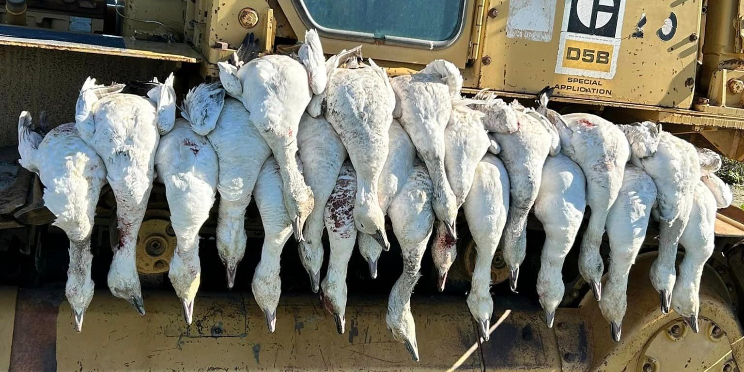 Expert Guided Goose Hunts in California Fields