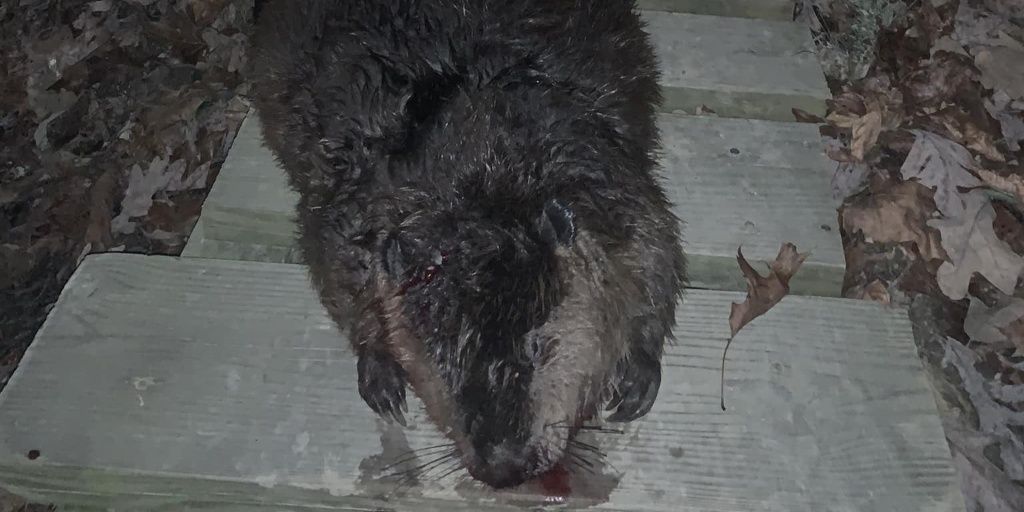 Georgia's Top-Rated Guided Beaver Hunts