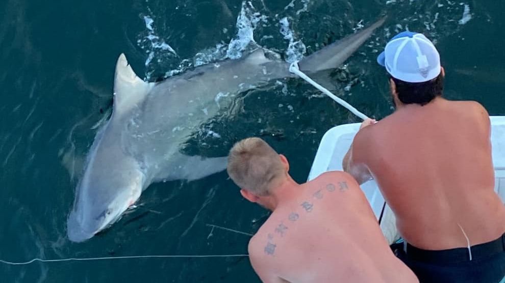 Expert-Guided Shark Fishing in Destin, FL
