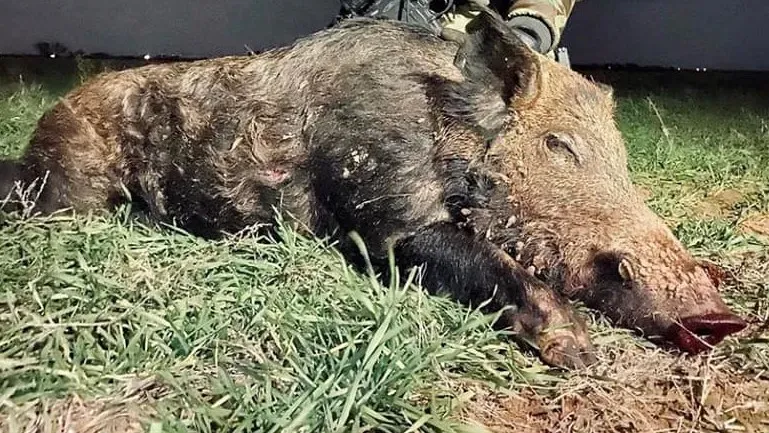 Top-Rated Texas Hog Hunt: 8-Hour Private Adventure