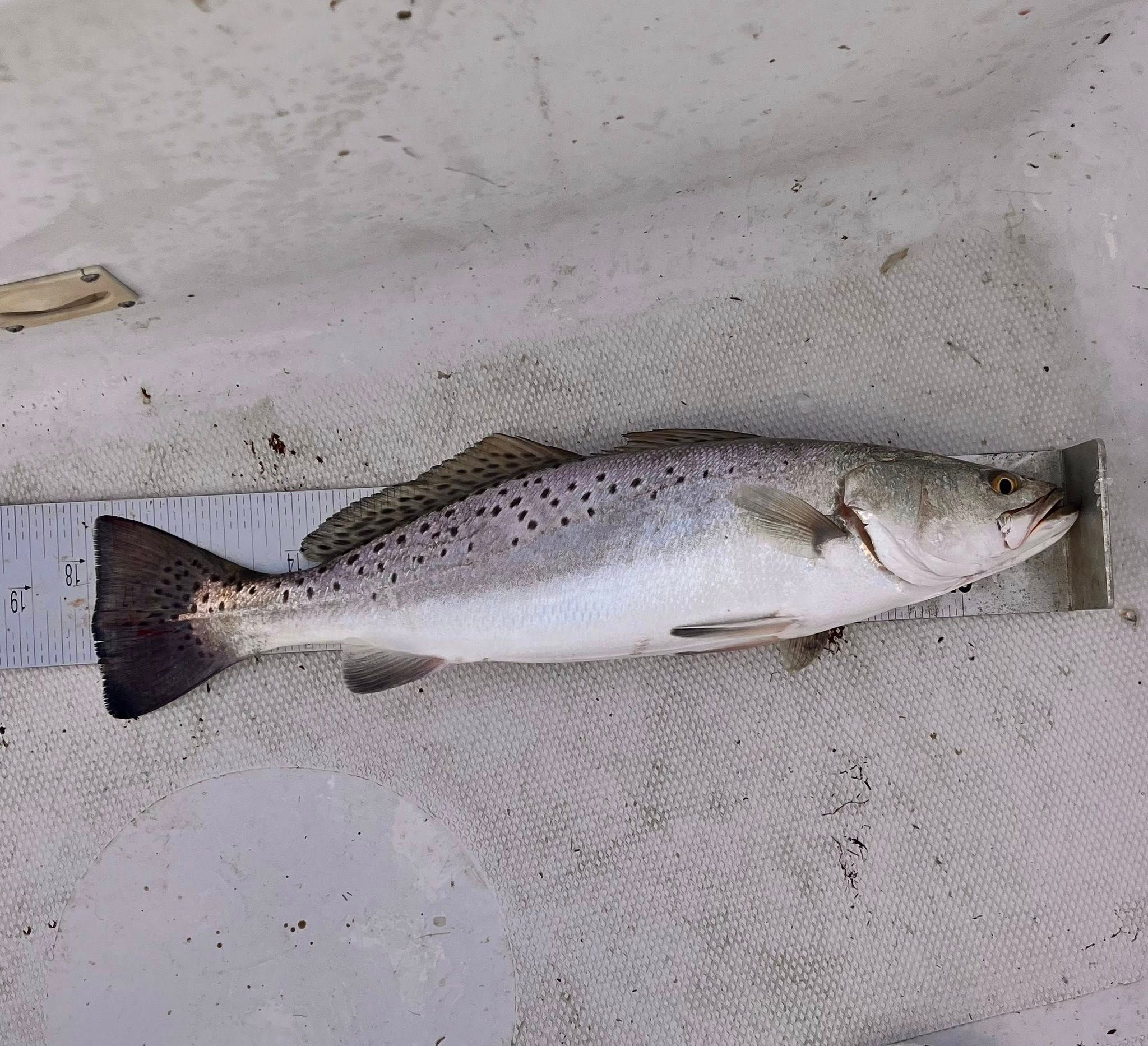 Kid Friendly Venice LA Fishing Reel Rusty