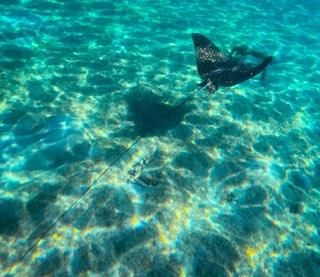 Shared Snorkeling Tours Boynton Beach Florida