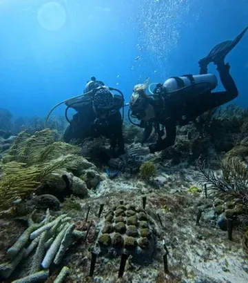I.CARE Conservation Dive Islamorada | Key Dives