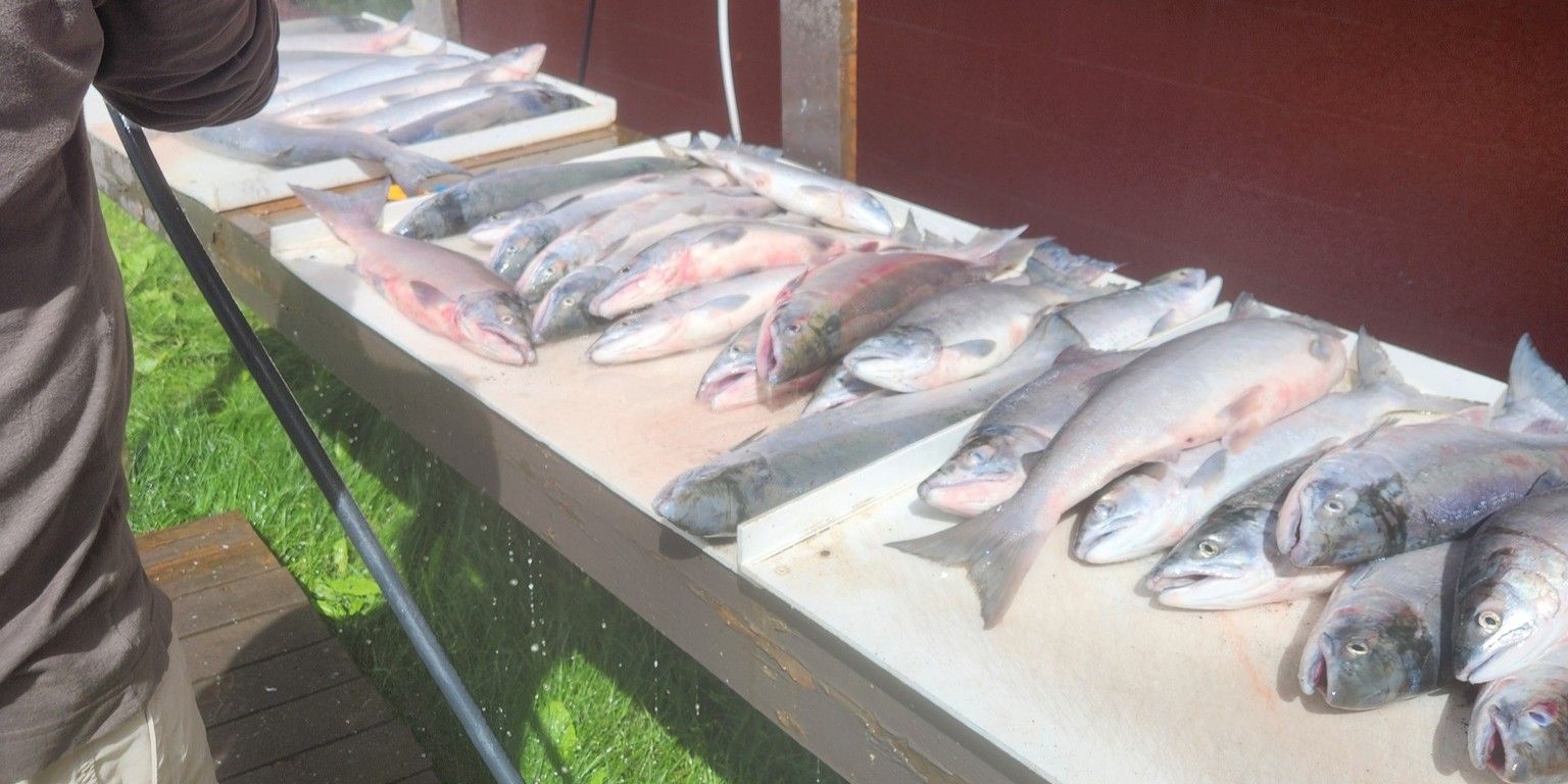 Shared Commercial Salmon Fishing Kenai Alaska