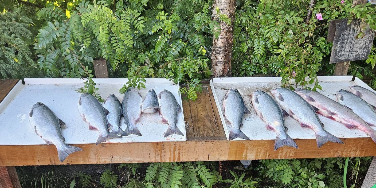 Kenai Alaska Commercial Fishing Boatloads