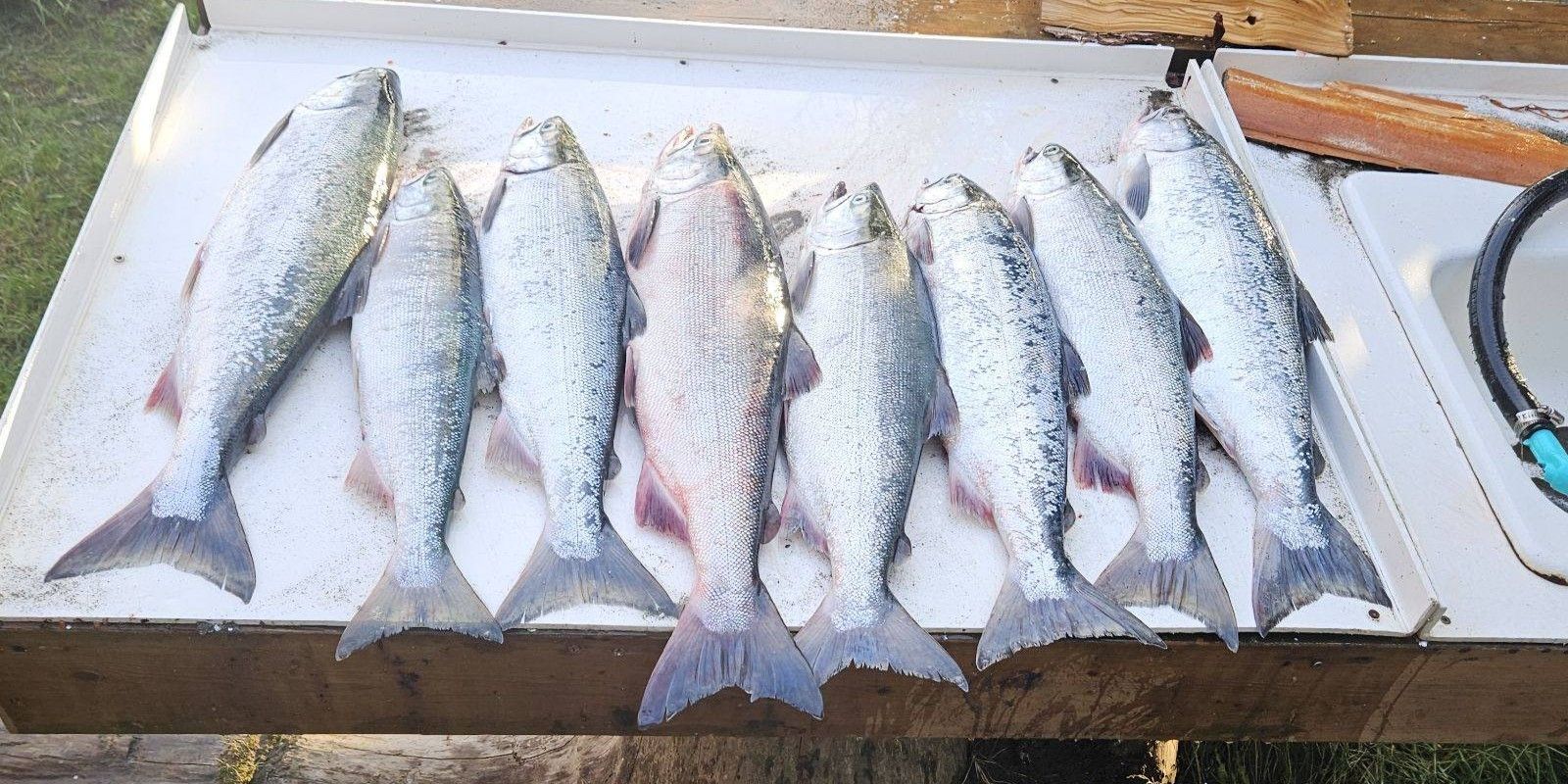 Kenai Commercial Salmon Fishing Boatloads Alaska