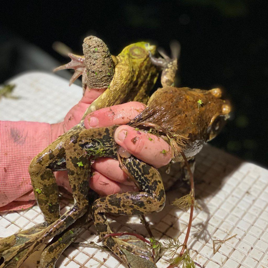 Louisiana Frogging: Top-Rated Airboat Hunts