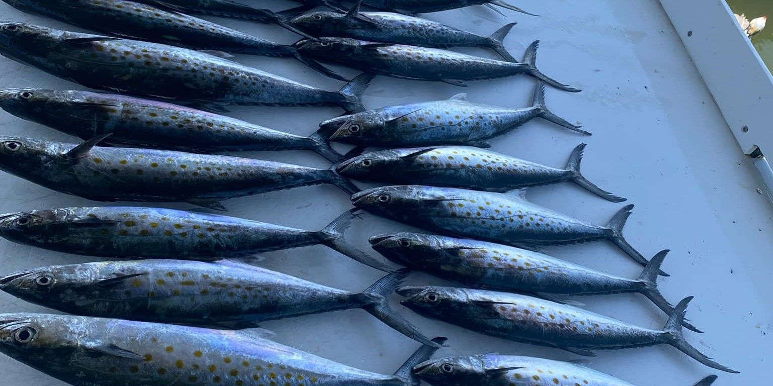 Top-Rated Gulf Shores 4-Hour Fishing Charter