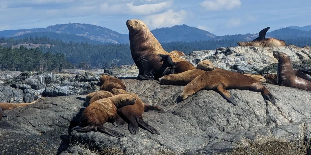 World-Class Salmon Charters on Vancouver Island