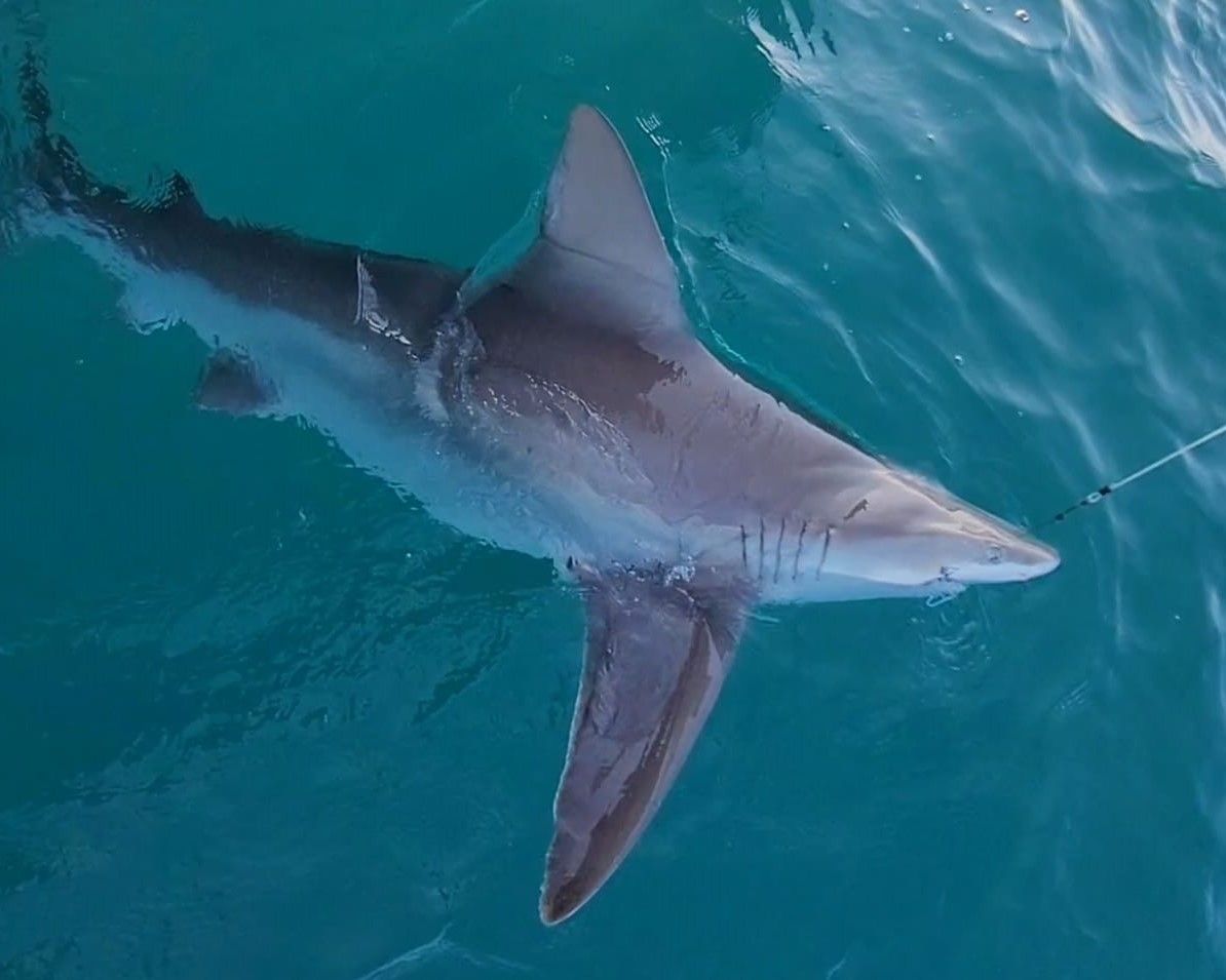 Expert Shark Fishing: St. Pete's Ultimate Offshore