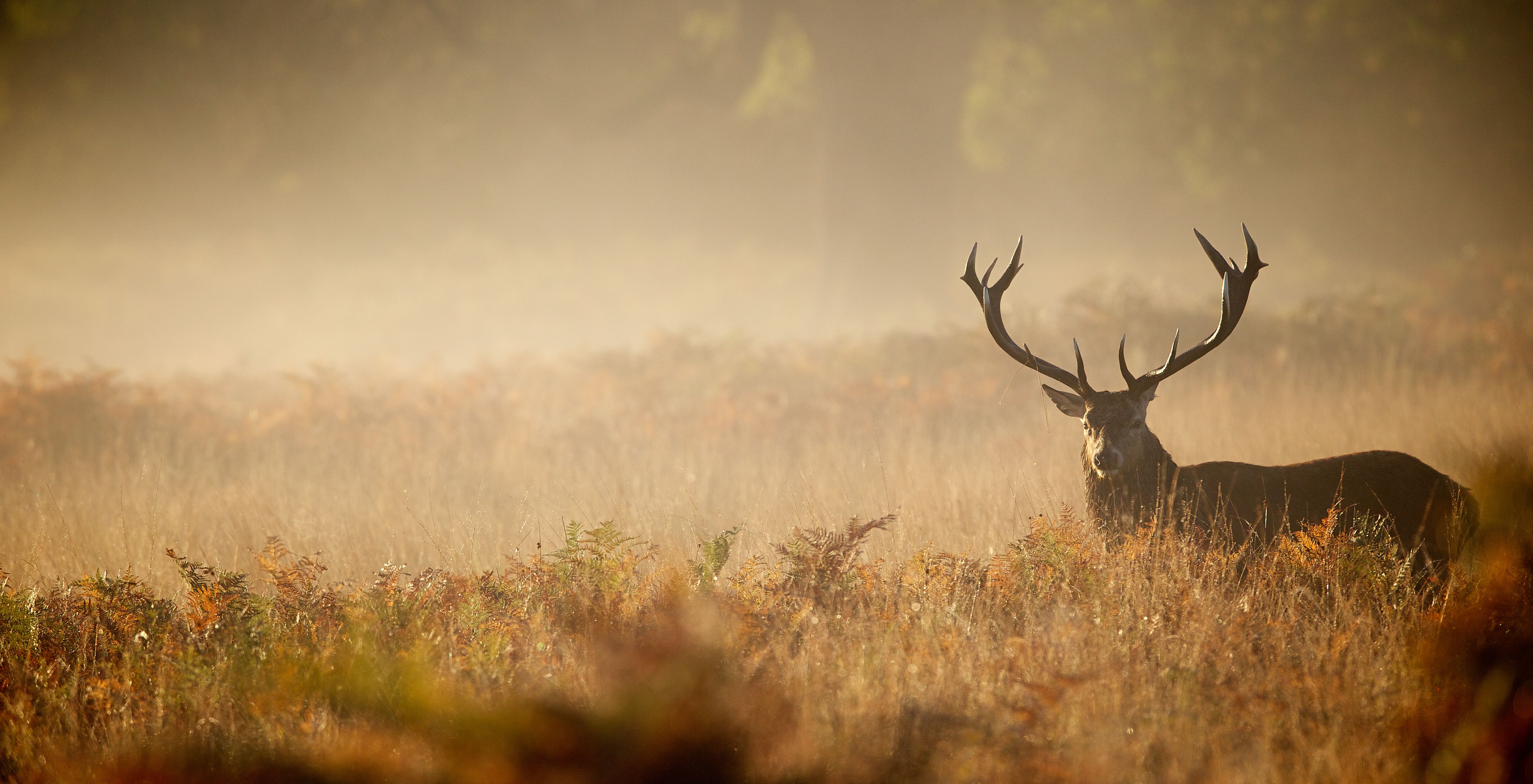 Trophy Deer Hunt with Fly To Fish Guide Service