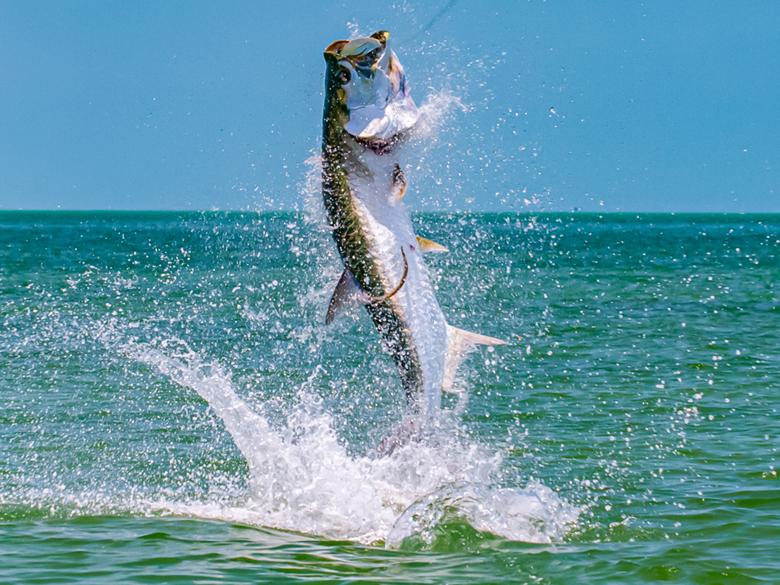 Premier Florida Keys Flats with Fly To Fish
