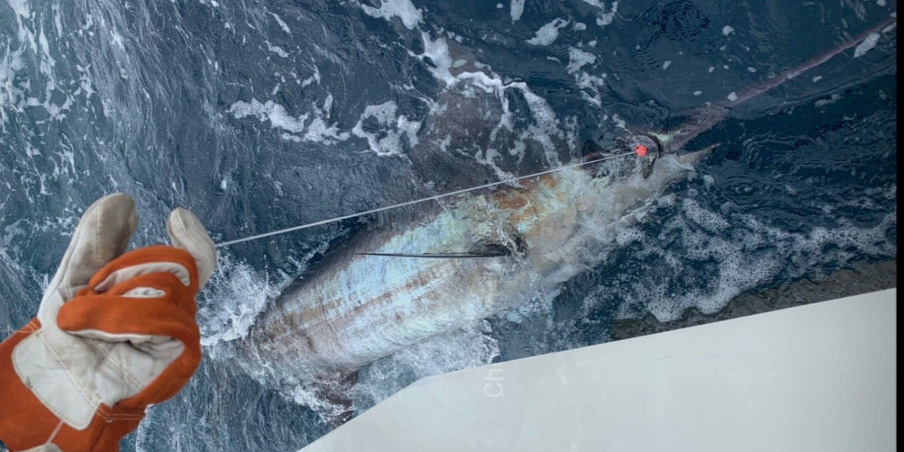 Expert Swordfish Trips in Cape May | 12-Hour Adventure