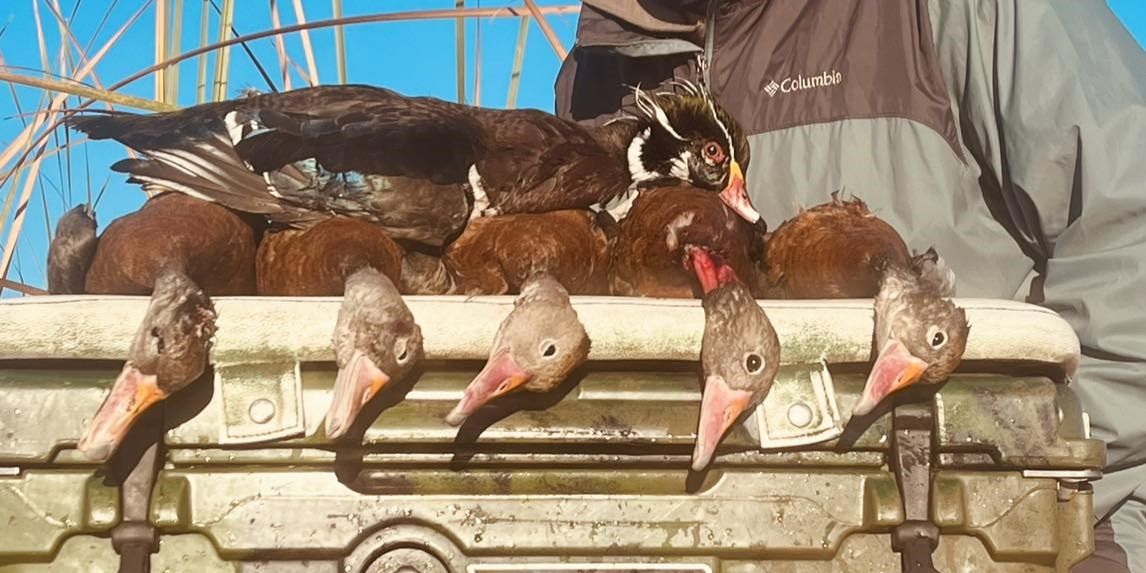 Premium Waterfowl Hunt in Crystal River, FL