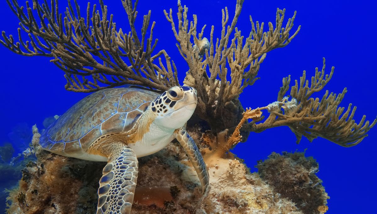 We’re Here For Your Next TRIP