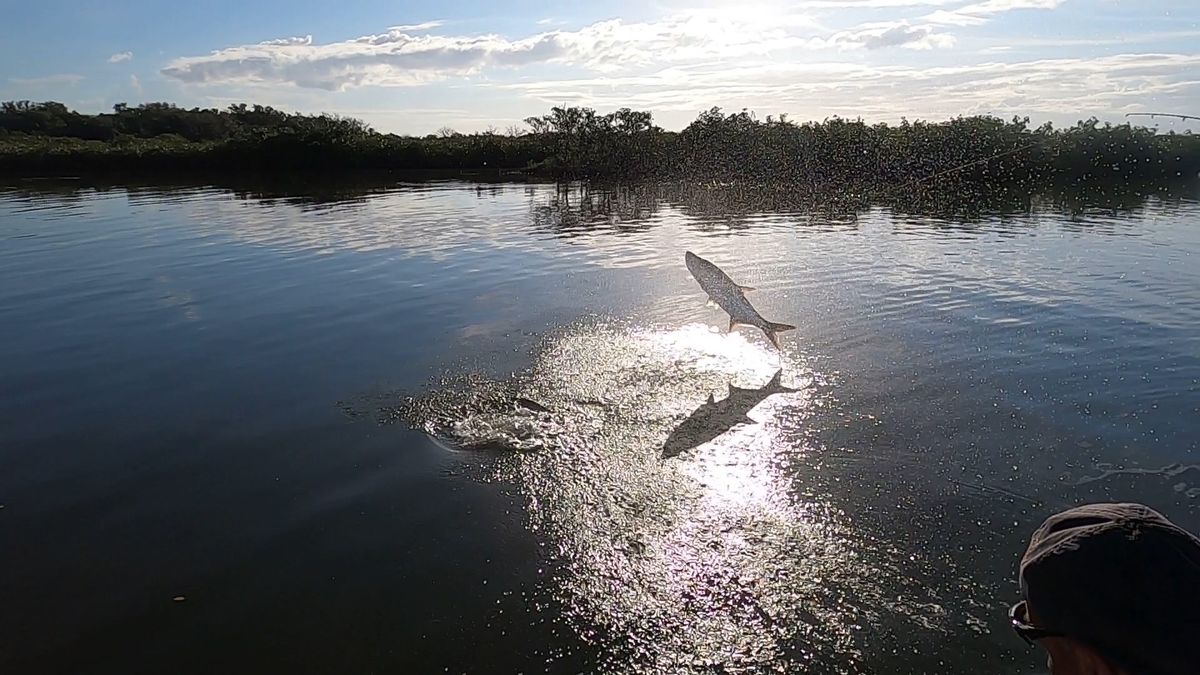 Guide to Tarpon Fishing