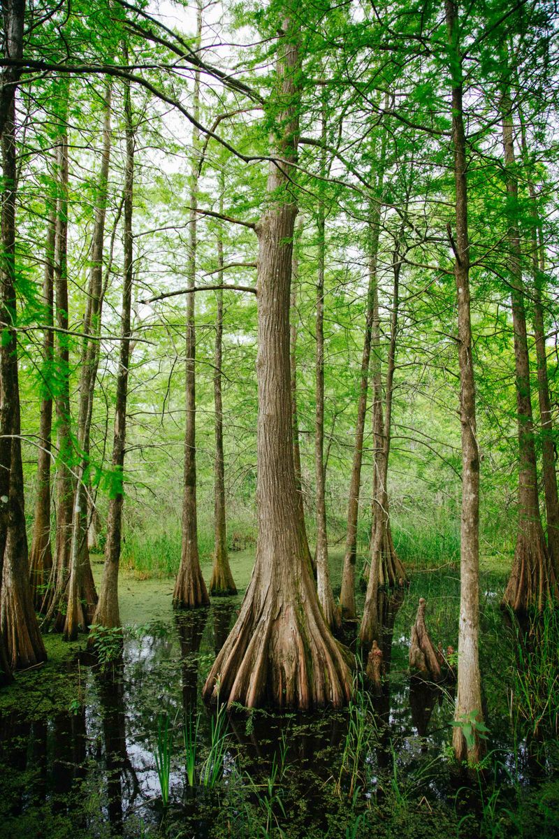 Things To Do in Louisiana