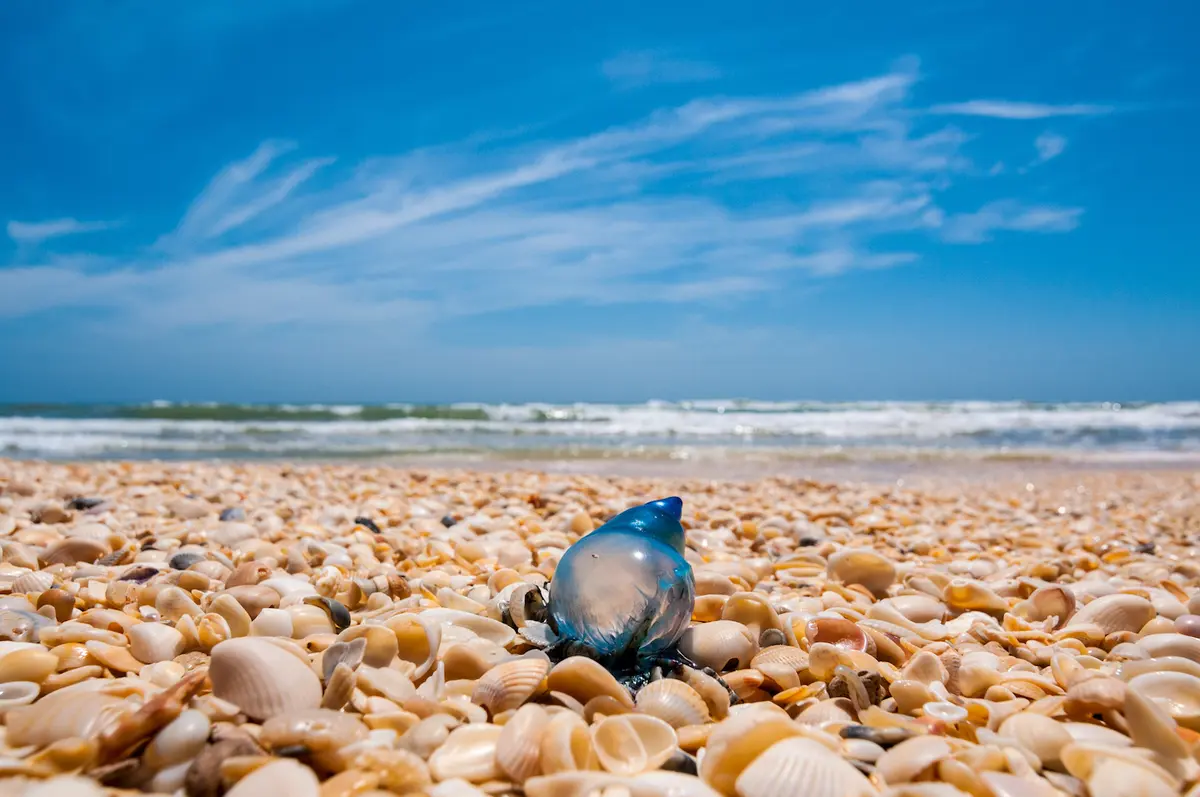 Things To Do in South Padre Island