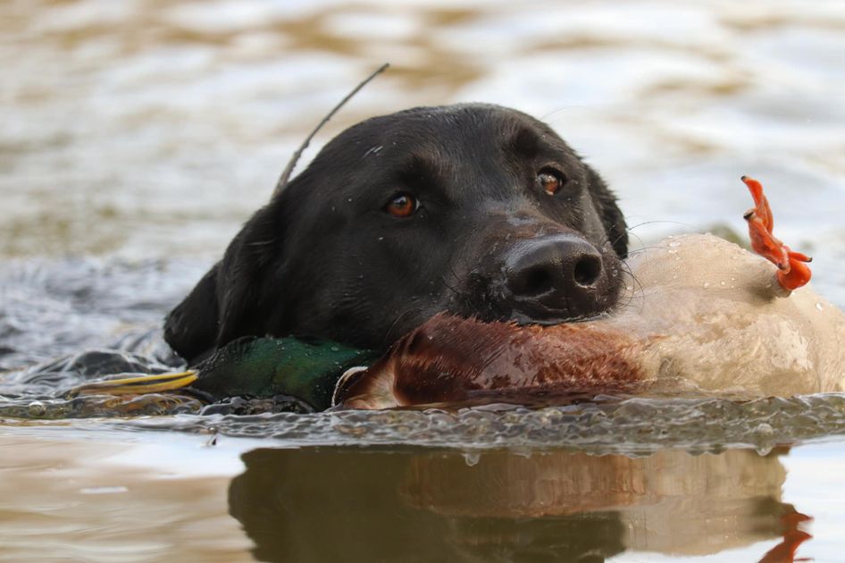 Fowl Language Guide Service — photo 1