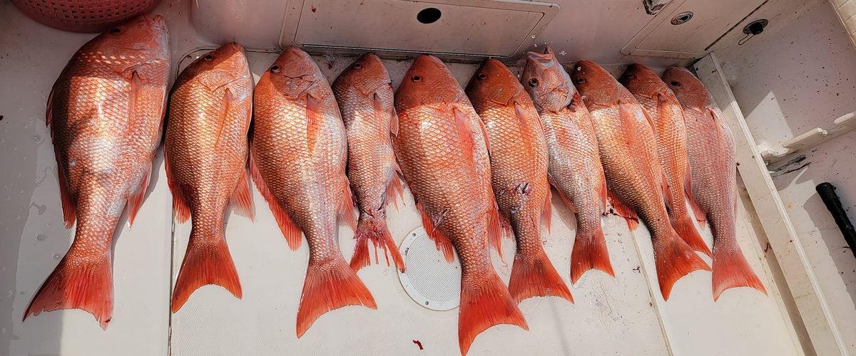 Target Fish Species in Clearwater | Outlaw Gunner Charters