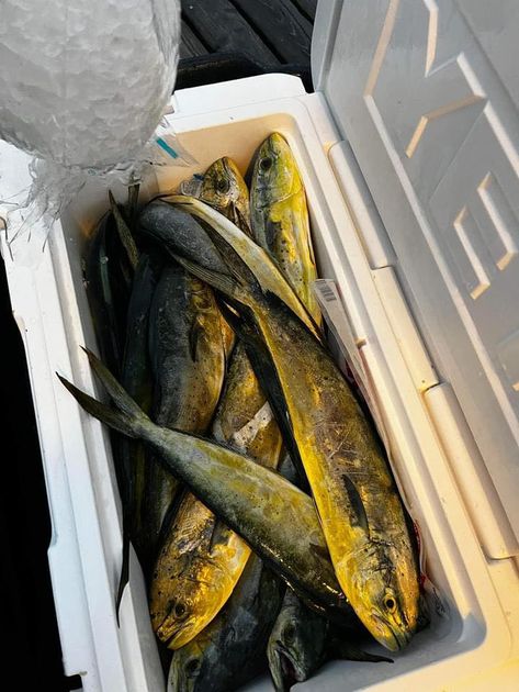 Pensacola Beach fishing catch 19