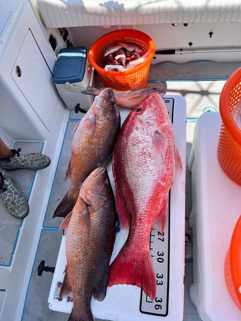 Pensacola Beach fishing catch 46