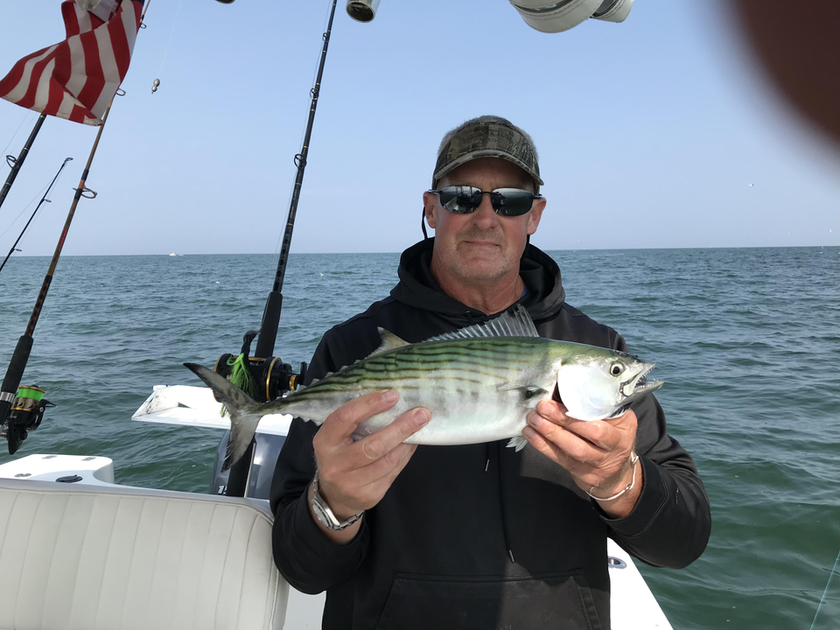 Chasing Cape Cod's Bonito Blitzes: An Inshore Fishing Thrill