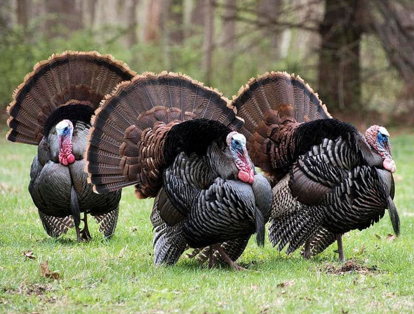 Book Now: Maine Spring Turkey Hunts | Moose Horn Guide