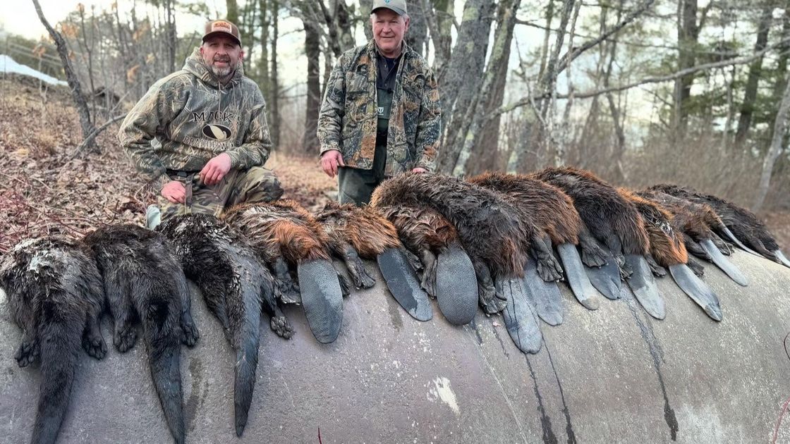 Top-Rated Beaver Trapping Trip | Black Stream Outfitters