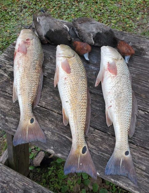 Top-Rated 9-Hour Duck Hunt & Fishing | Port Aransas