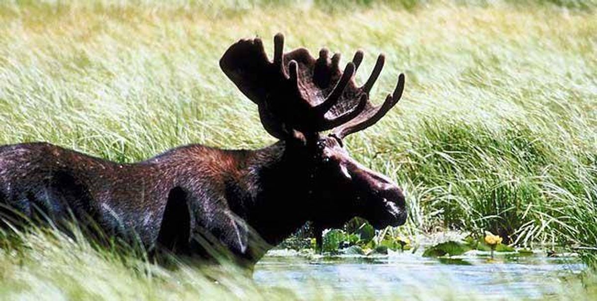 Premium NH Moose Hunting | Cast And Blast Guide Service