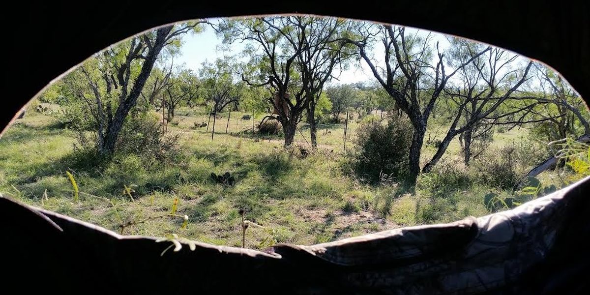 Premium 3-Day Blackbuck Hunt | ATX Outfitters Texas