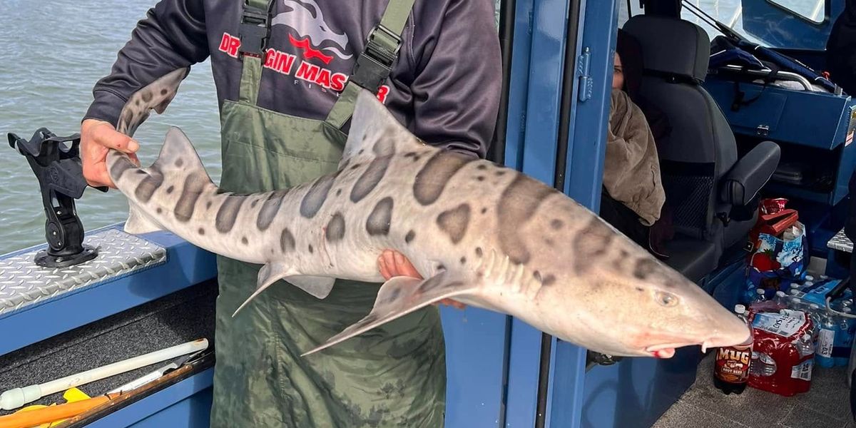 Premium Shark Fishing Trip in San Francisco Bay