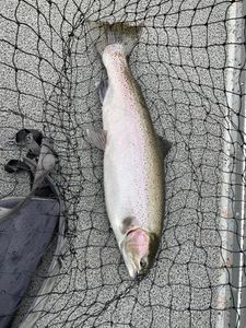 Fishing for steelhead in Michigan