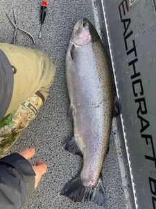 Chinook salmon fishing