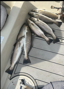 Four fish caught while fishing in Chokoloskee