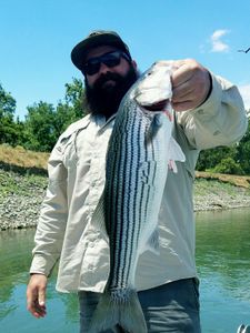 Sacramento Striper in Hand