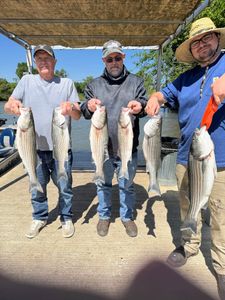 Striped Bass Hooked & Landed