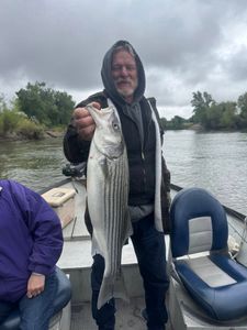 Striper Season in Full Swing
