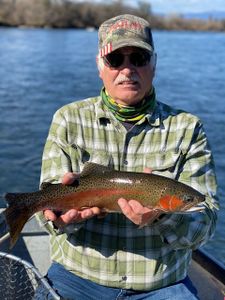 A single rainbow trout fish caught in Anderson