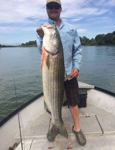 Striped bass caught while fishing in Anderson